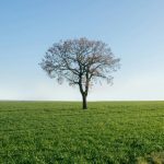 青空の下に立つ一本の木 ― 自分自身の象徴