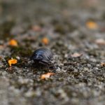 ダンゴムシの夢が象徴する変化と前進の力
