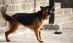 攻撃的な犬の夢を表す鎖につながれ吠える犬
