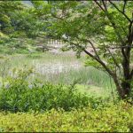 静かな森と池が広がる自然の風景 