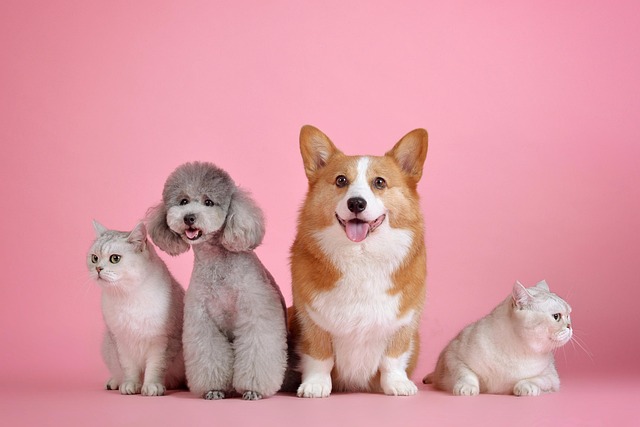 ピンクの背景の前に並ぶ2匹の猫と2匹の犬。 それぞれの表情が個性を表し、人と動物の調和と温かさを象徴している。