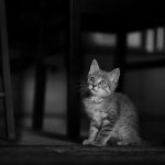 椅子の下でこちらを見上げる小さな子猫のモノクロ写真。鳴き声に抑えきれない感情がにじむ。A black and white photograph of a small kitten looking up from under a chair, its cries revealing uncontrollable emotion.