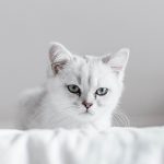 小さな白い猫が静かにこちらを見つめる。抑えてきた感情や繊細な心を象徴する夢のイメージ。