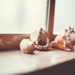 夢の深層を静かに象徴する貝殻のイメージ写真 