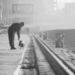 距離を保ちながら人に近づく犬｜怖くてもついてくる動物の夢