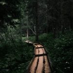 深い森の中を曲がりながら続く木の道。遠回りしながら進む内面の探求を表す
