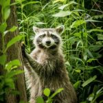 森の中の狸の夢・可愛いけれどどこか不気味な存在を表すイメージ